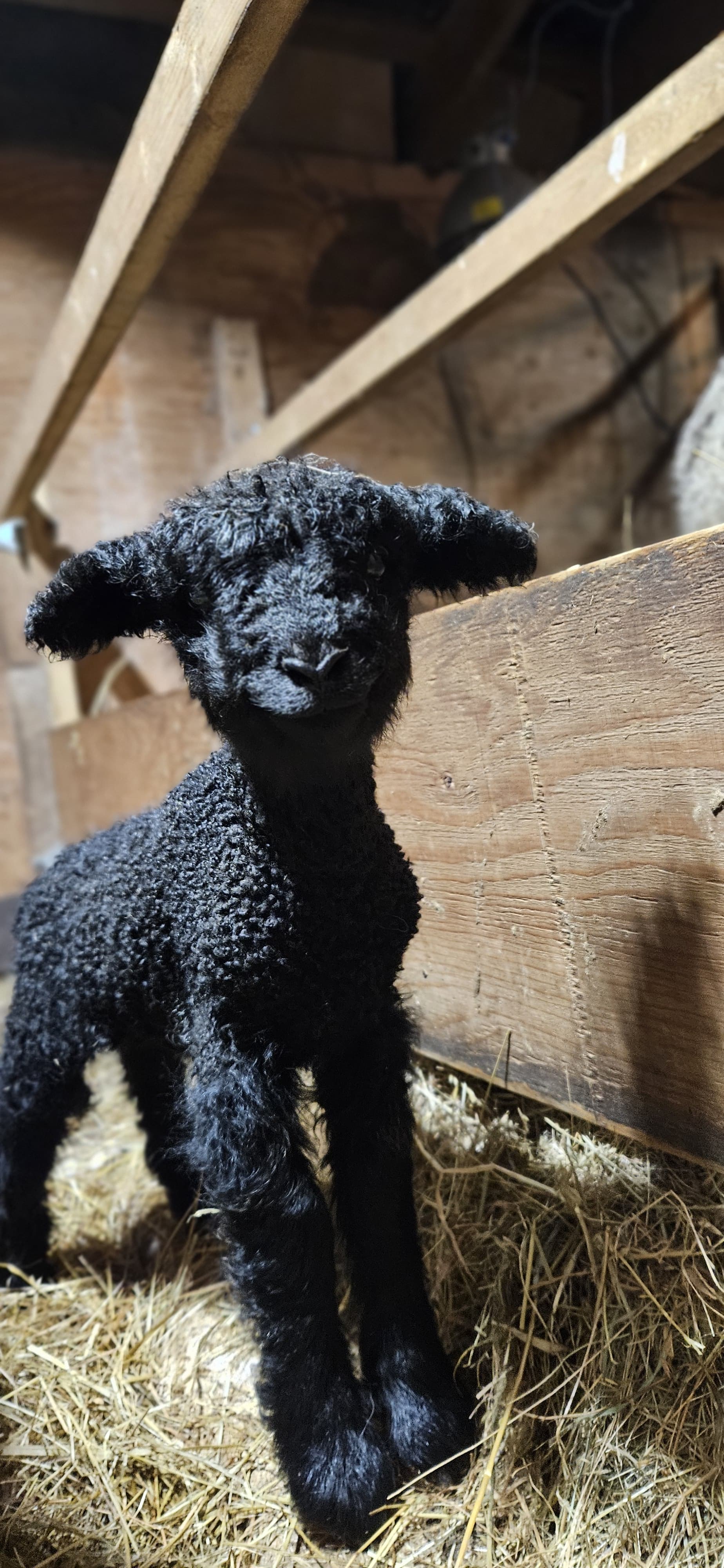 Farming on Pender Island: Martha McMahon of Inish Eile Farm - Image 3