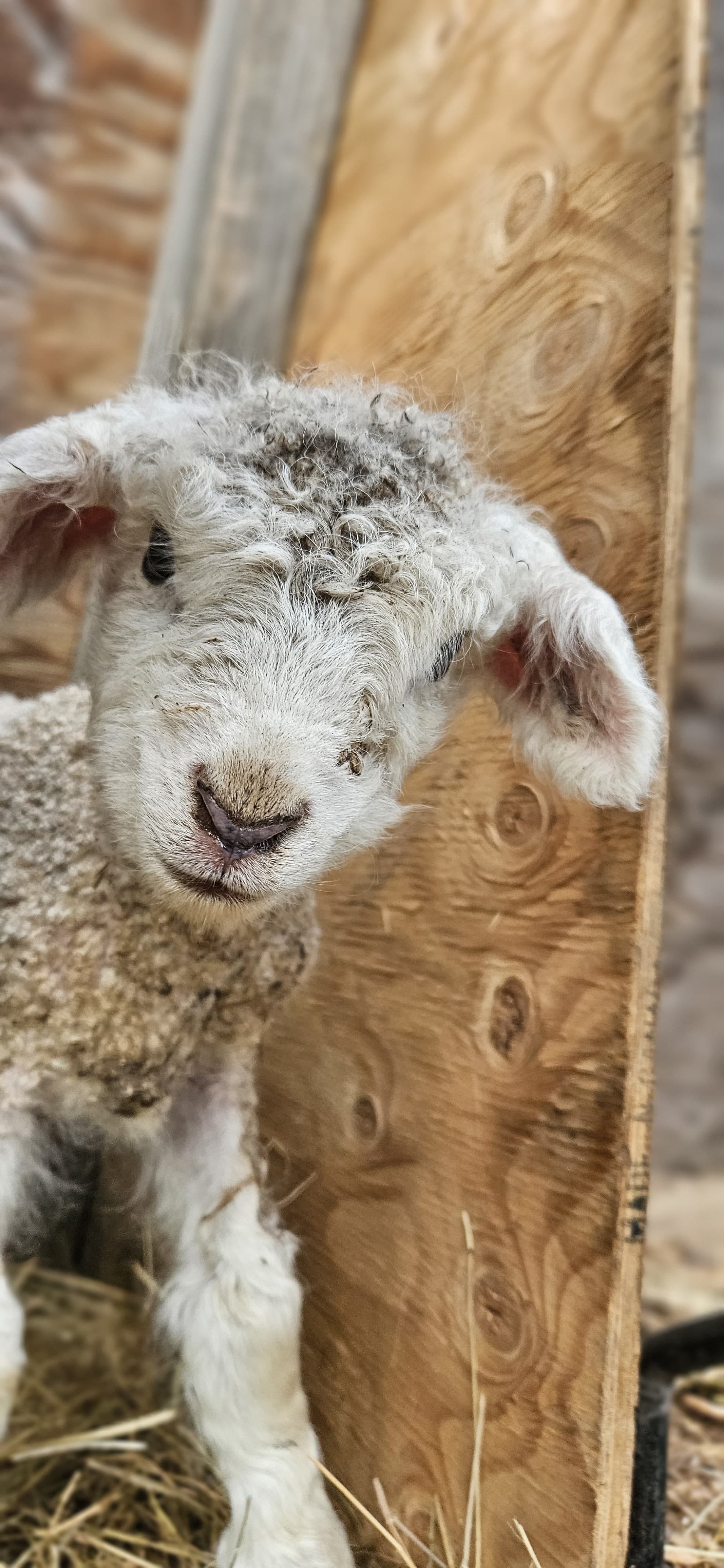 Farming on Pender Island: Martha McMahon of Inish Eile Farm - Image 4