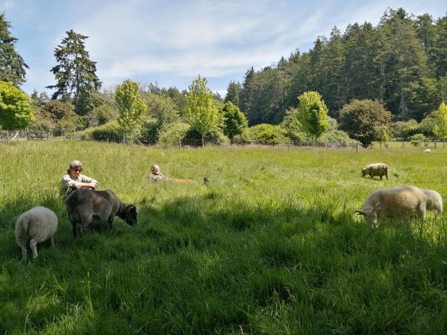 Tideview Farm, or "What do you do out there?" - Image 3